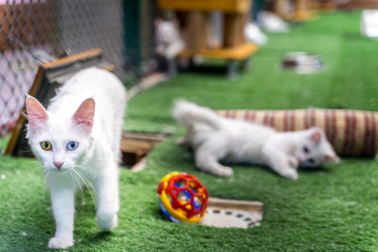 Van von Katzen und Burgen am größten See der Türkei Nicht Noch Ein Reiseblog