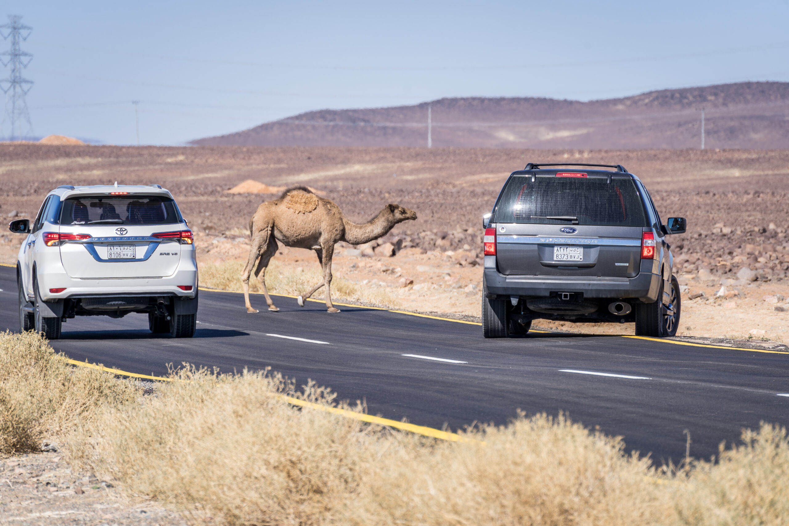Kamel auf der Straße